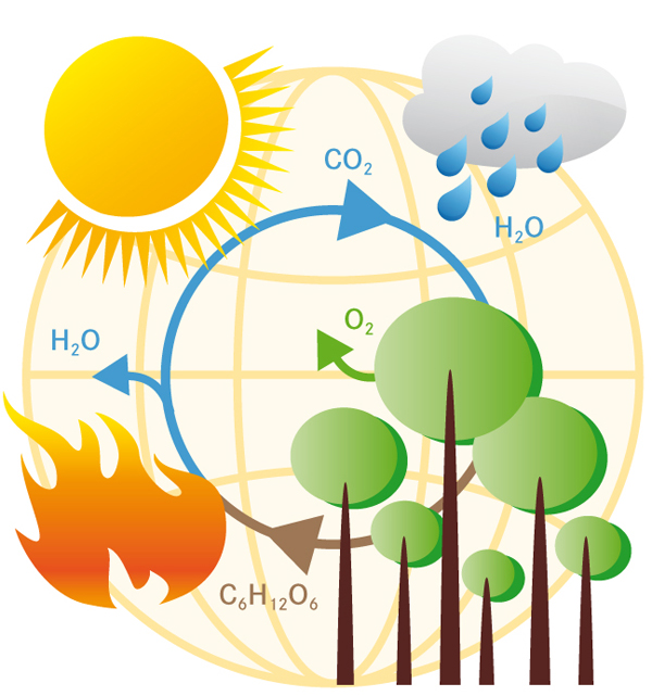 Biomasse Wissen Wiki Biomasse Wissen Wiki
