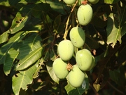 Planet Erde Naturefund mango180.jpg