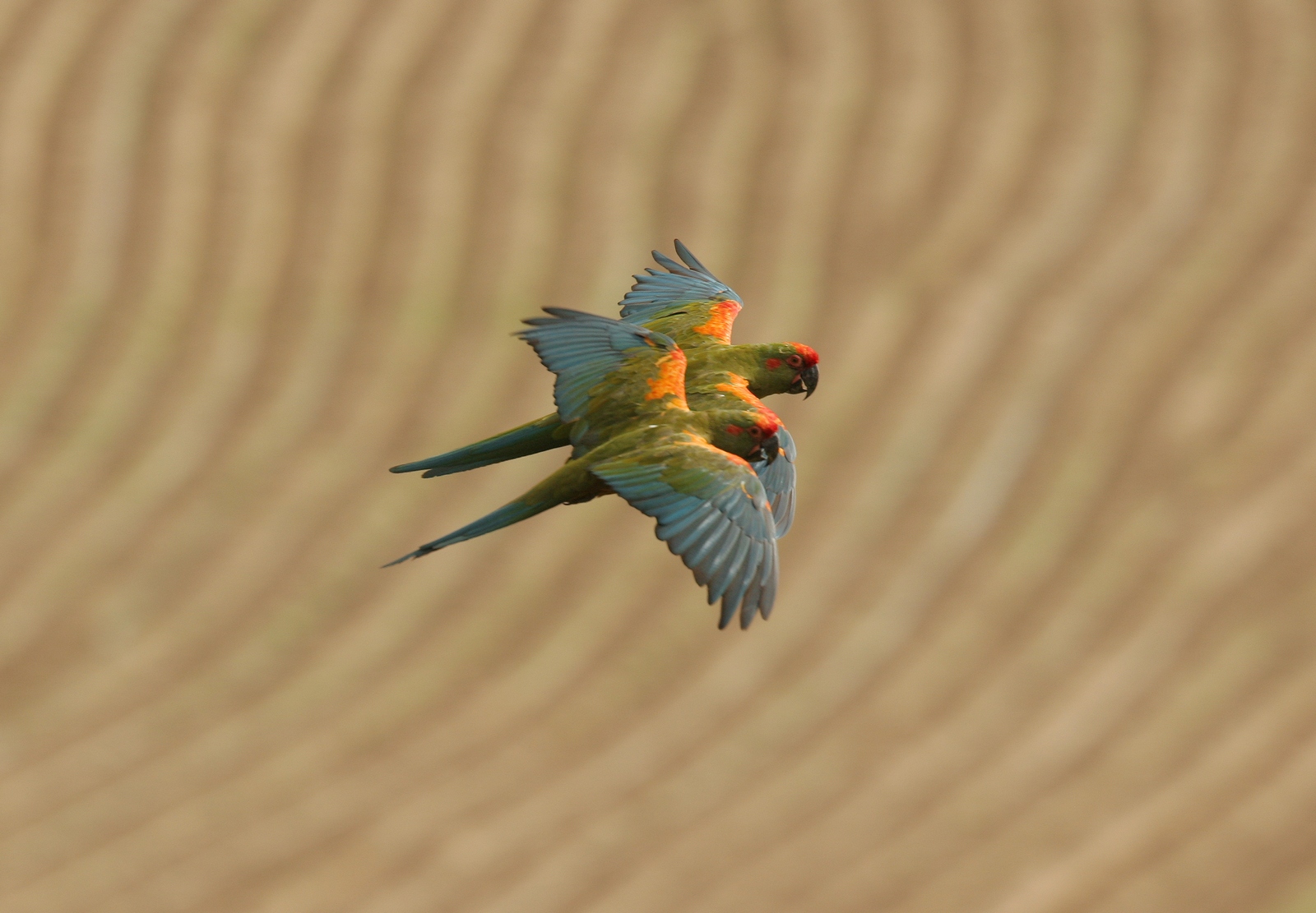 Planet Erde Naturefund RedFrontedMacaw 46 1.jpg